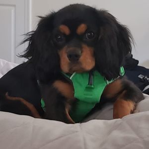 Meet your Posher, Karen